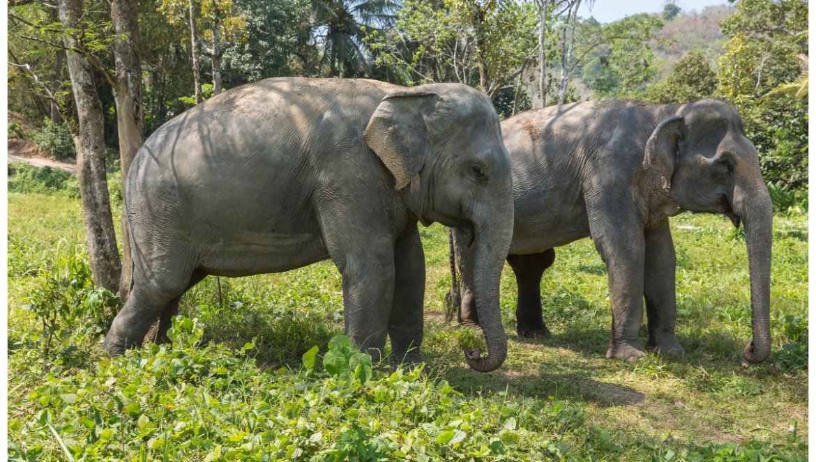 retired elephants in thailand