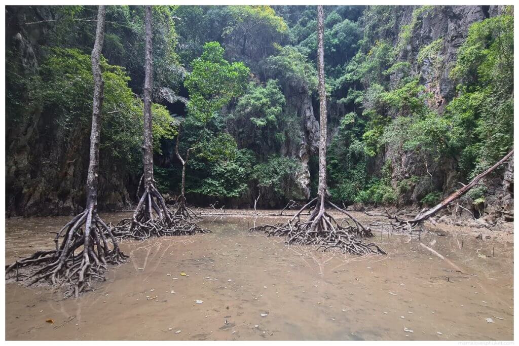 Panak Island fascinating trees and marine life